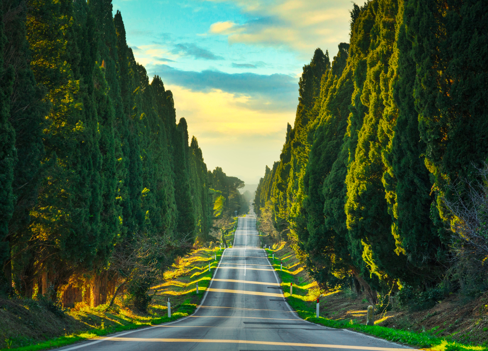 beautiful road in Tuscany Italy