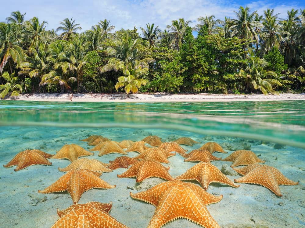 unique starfish as shot using a gopro dome port