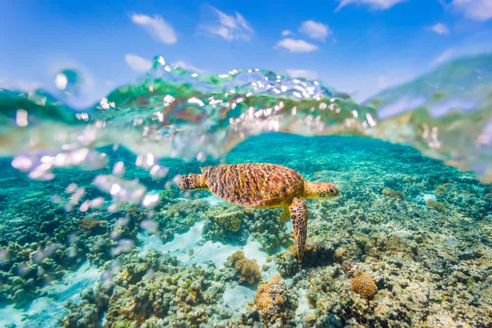 turtle as shot underwater using a gopro dome port
