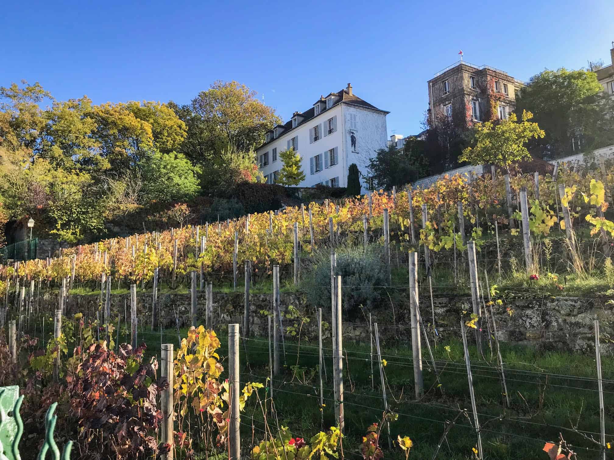 one of the strangest hidden gems in Paris Montmartre Vineyard is found on the city streets