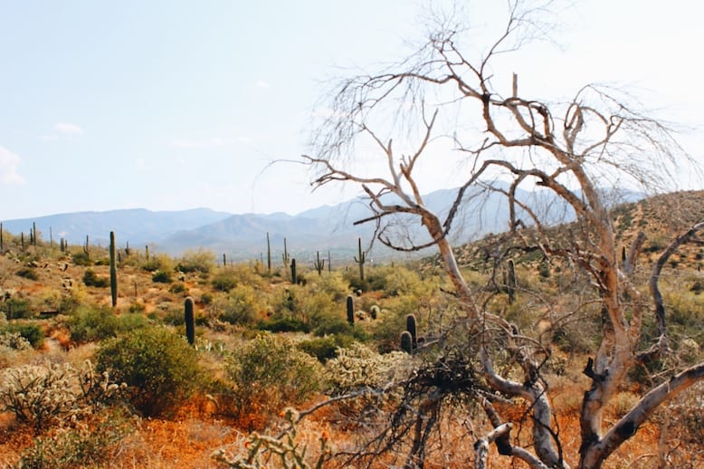 trees and cacti along Go John Trail on one of the best hikes in Phoenix