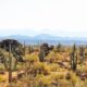 Granite Mountain view of cacti and boulders on one of the best hikes in Phoenix