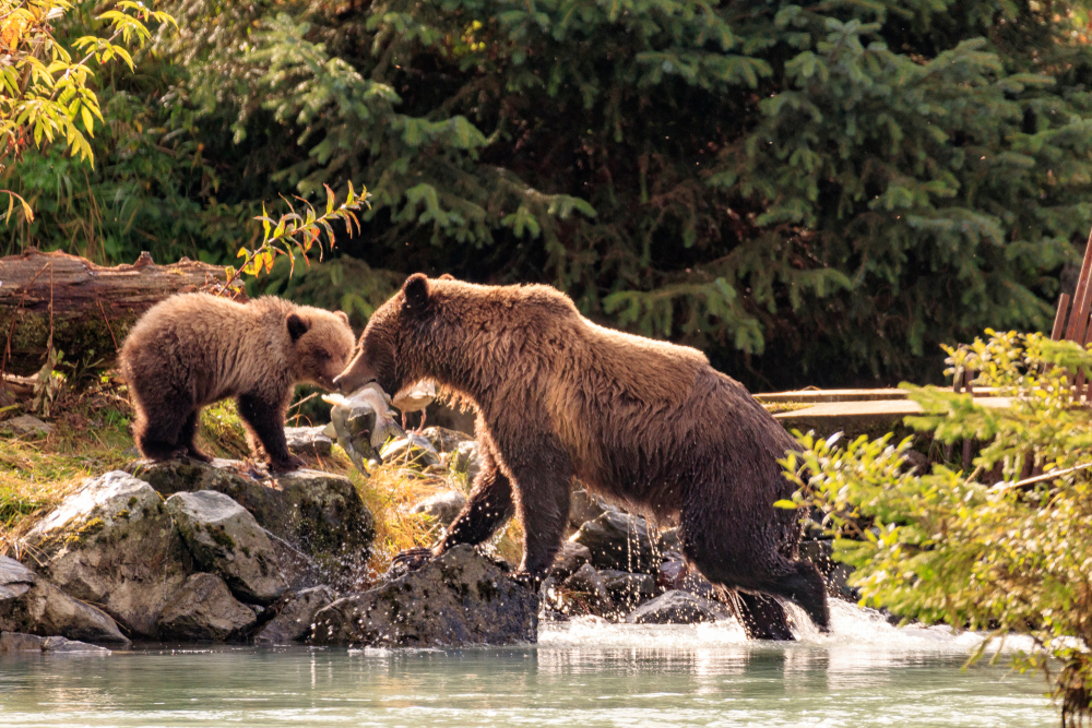 Mother bear with a fish and her cub next to the river seen on an Alaska road trip.