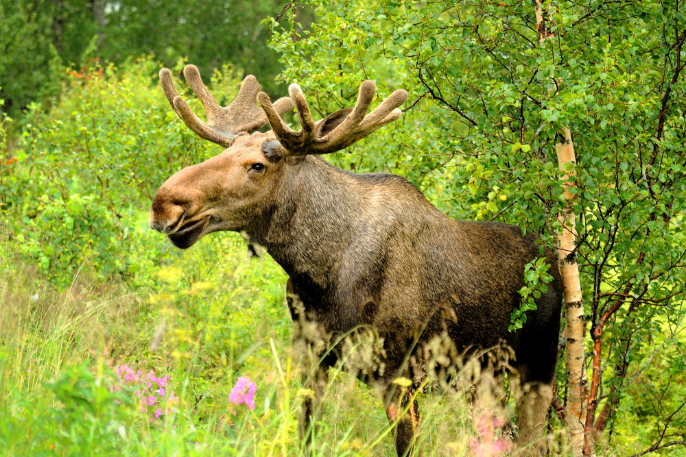 Bull moose standing among greenery and flowers.