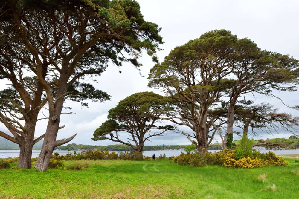 visit Muckross Lake for a wide variety of landscapes and rare species on your hikes in Ireland