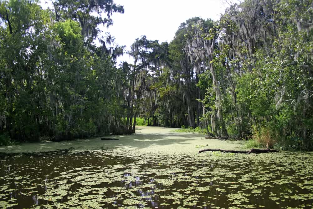 Swamp in New Orleans