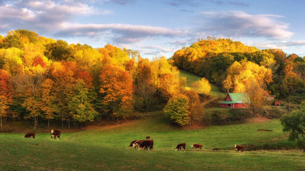 fall foliage in boone north Carolina