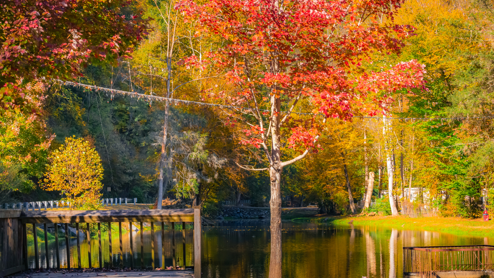 beautiful fall foliage on lake lure in north carolina