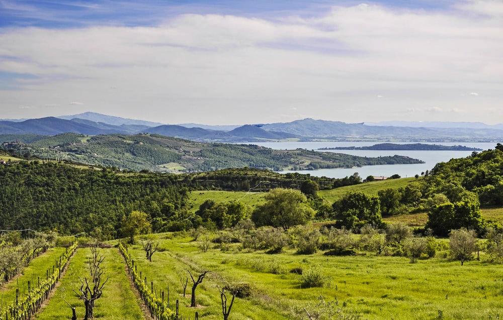 Lake Trasimeno is different than many other lakes in Italy - it's surrounded by olive trees and sunflowers
