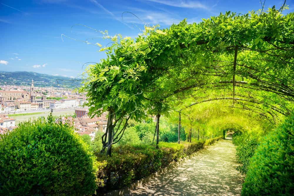 plants grown over a long trellis in the boboli gardens in Florence