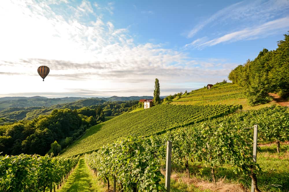 hot air balloon over wine vineyard 