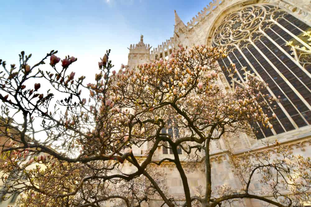 Flowering trees outside the Milan Cathedral.