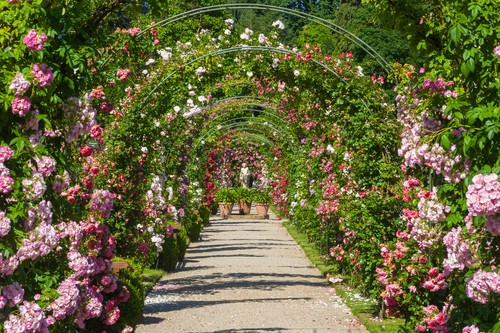 Baden Baden's Rosengarten auf dem Beutig on your Germany road trip