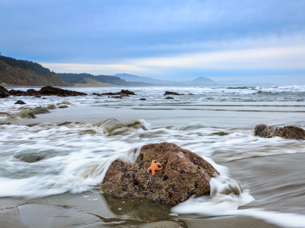 a starfish on the beach in Cape Blanco on your Oregon coast road trip