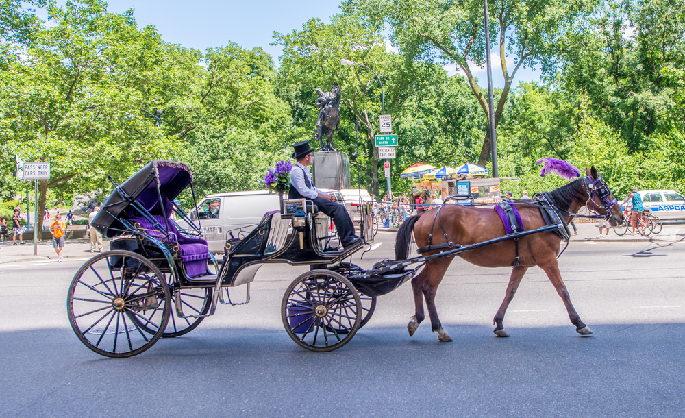 Horse drawn carriage on a sunny day 