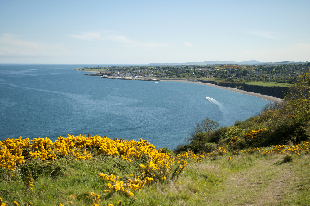 bay with yellow wildflowers