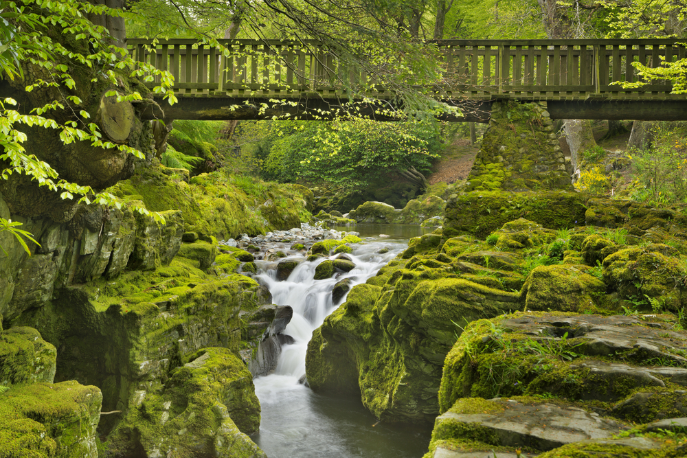 greenery filled Tollymore forest with waterfall and bridge