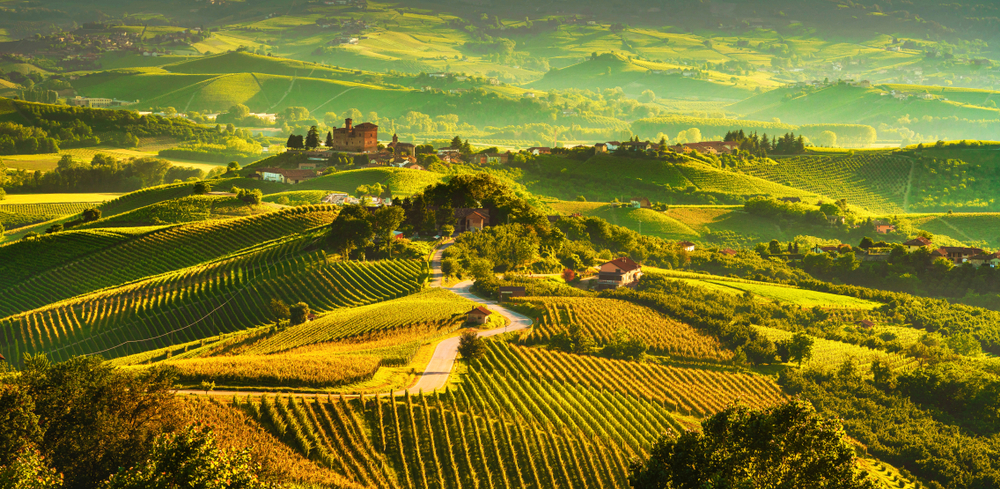 plains filled with wine vineyard with golden light