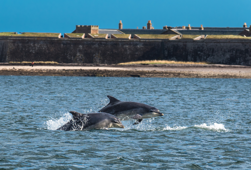 Scotland Road Trip Fort George Inverness With Dolphins