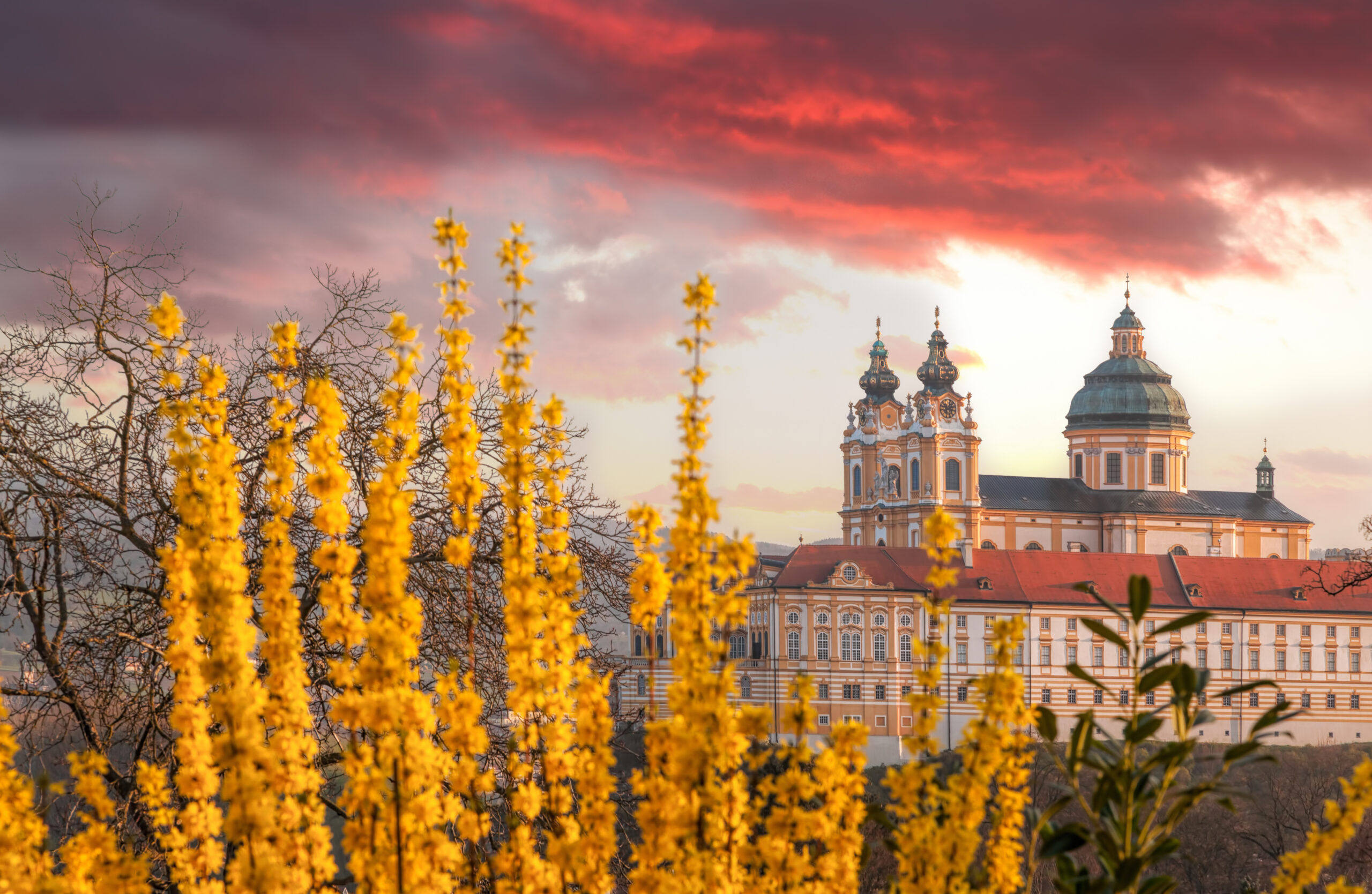 Photo of Melk Abbey in Austria. The elaborate and elegant Melk Abbey is featured on the right with dusty pink clouds in the sky. Stunning golden yellow flowers are situated in the foreground. 