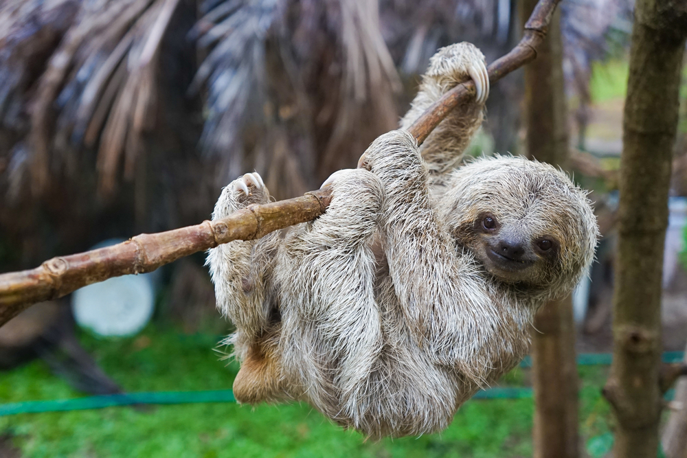 seeing a sloth on your costa rica honeymoon