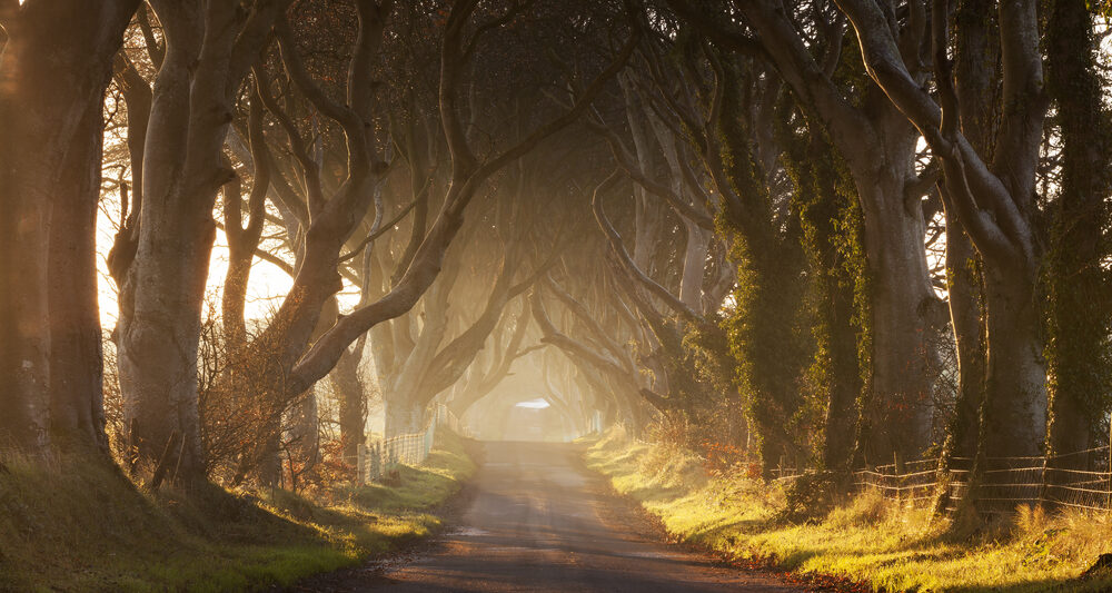 photo of the dark hedges, a line of birch trees down a road. The sun is coming through the branches. For Game of Thrones fans, this is a 'must' for things to do in Northern Ireland