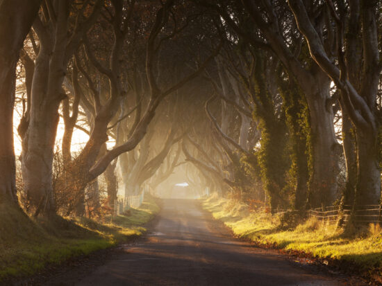 photo of the dark hedges, a line of birch trees down a road. The sun is coming through the branches. For Game of Thrones fans, this is a 'must' for things to do in Northern Ireland