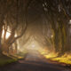 photo of the dark hedges, a line of birch trees down a road. The sun is coming through the branches. For Game of Thrones fans, this is a 'must' for things to do in Northern Ireland