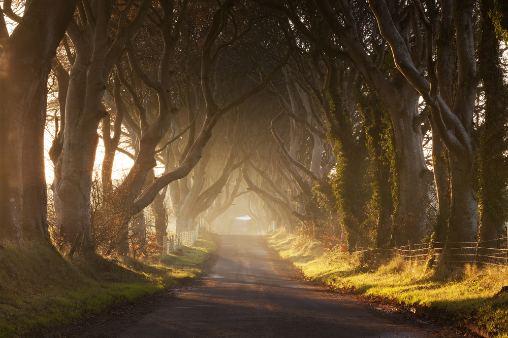 photo of the dark hedges, a line of birch trees down a road. The sun is coming through the branches. For Game of Thrones fans, this is a 'must' for things to do in Northern Ireland