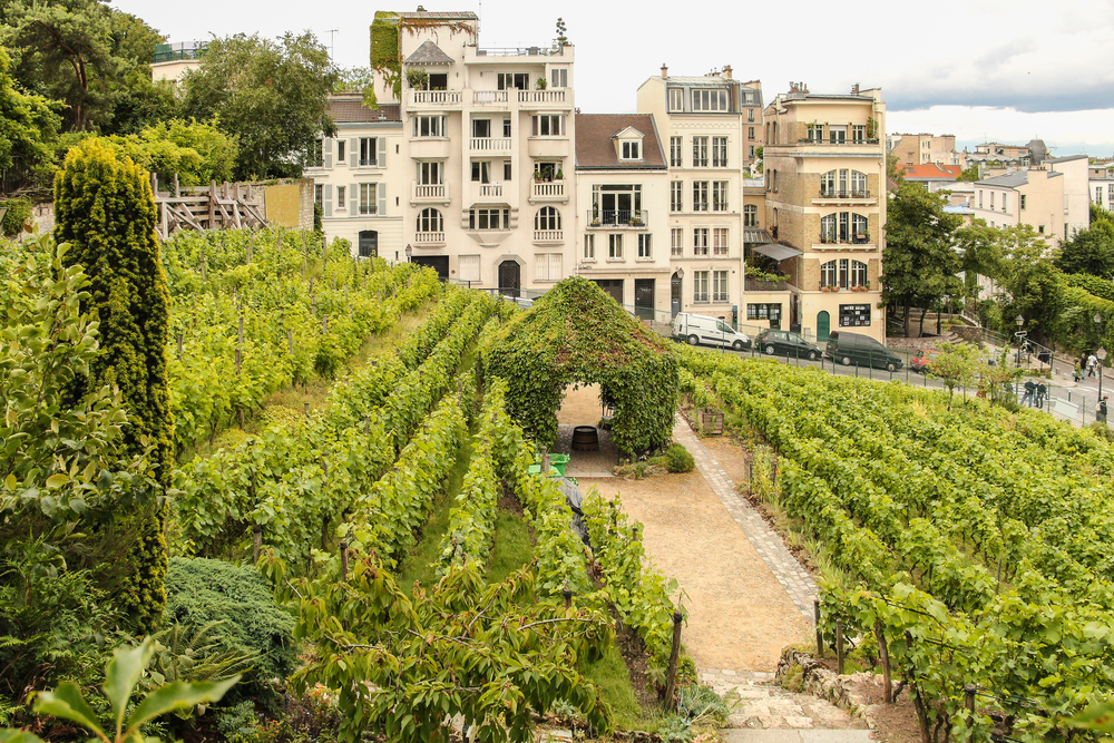 Hidden Gems in Europe Montmartre Vineyard