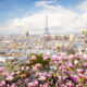 An overlook shot of springtime in Paris. Blooms rest in the foreground whilst the background highlights the Eiffel Tower.