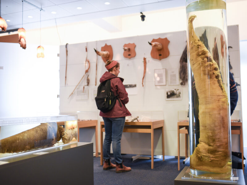 A woman takes a look at various penis displays across a museum wall. 