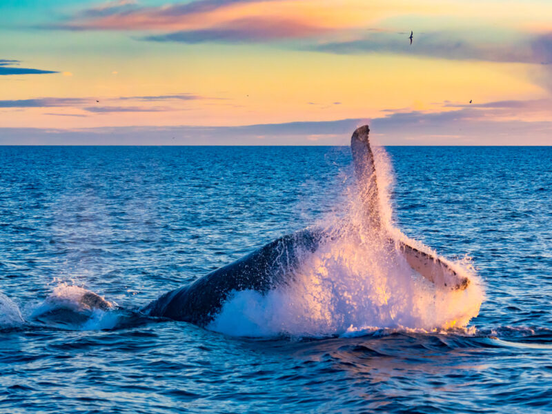 A whale breeches the water in the ocean off of Iceland. 