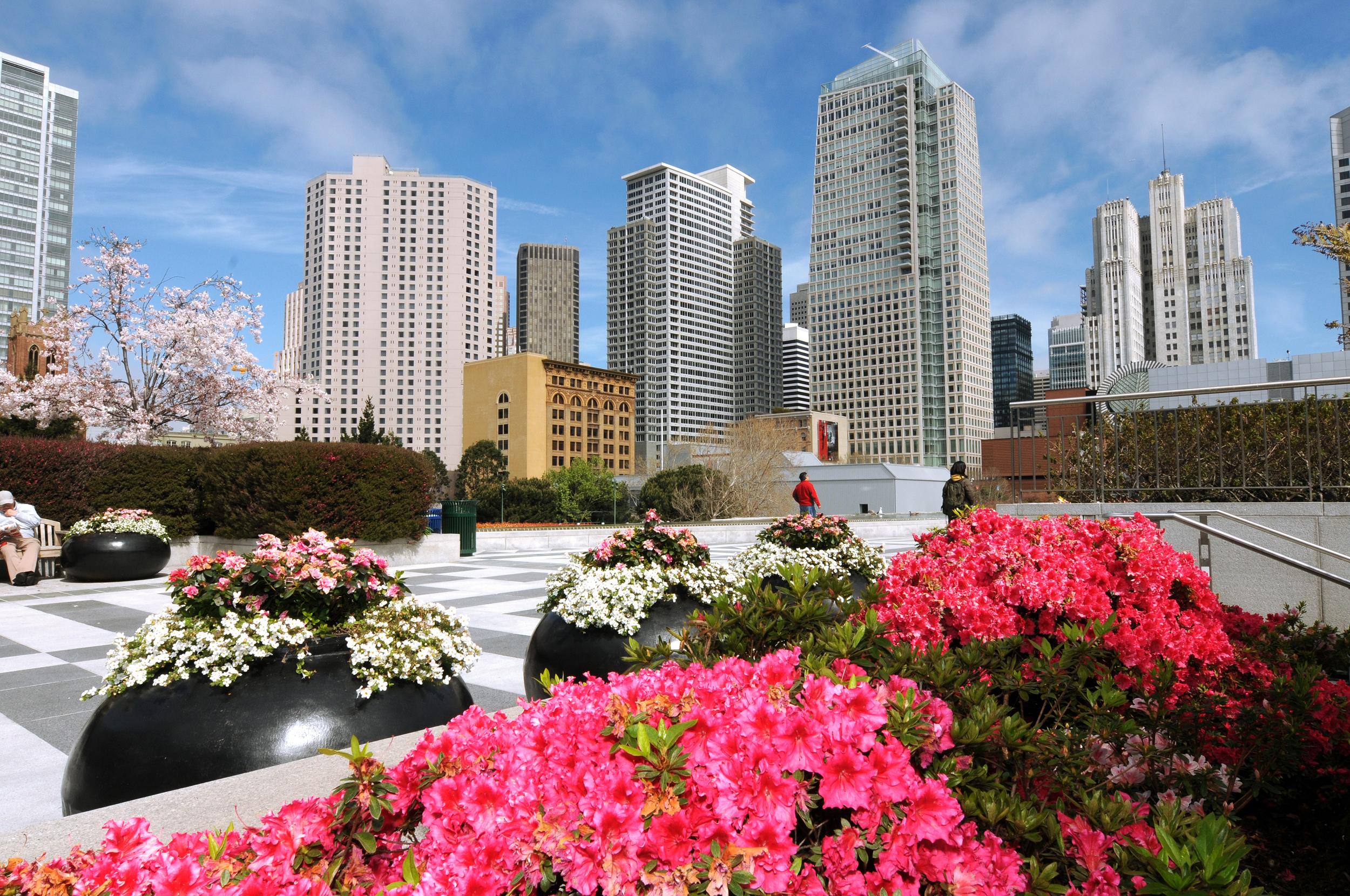 Photo of Yerba Beuna Gardens in SOMA located in San Francisco. Bright pink flower are in the foreground and white flower are also seen in large globe-like planters. Tall city buildings are seen in the background.