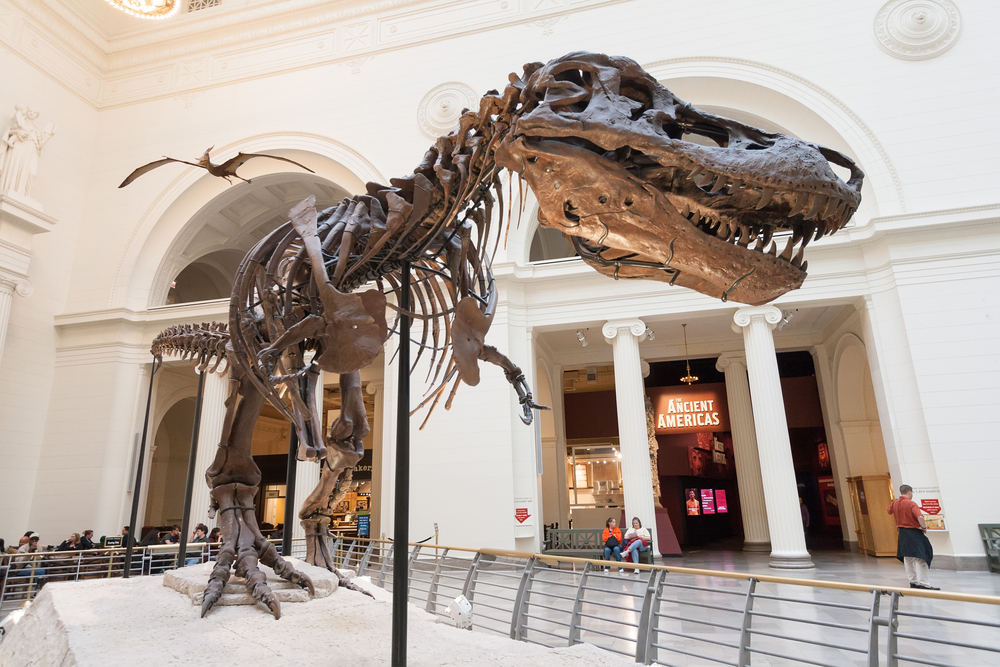 Sue the Dinosaur is one famous face you'll come to know on your 2 days in Chicago