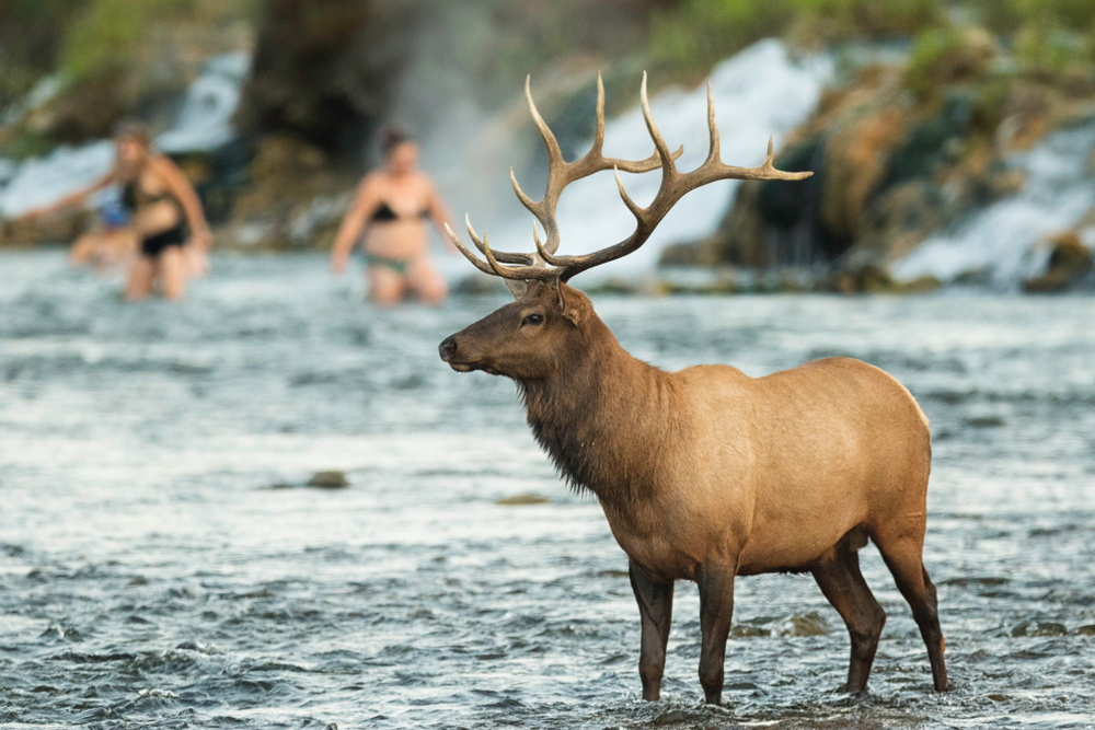 Photo of elk and people in Boiling River.