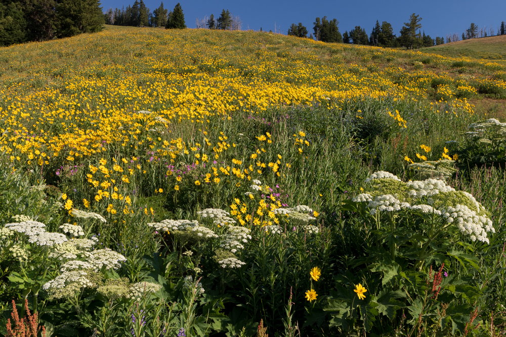 Photo of wildflowers at Dunraven Pass