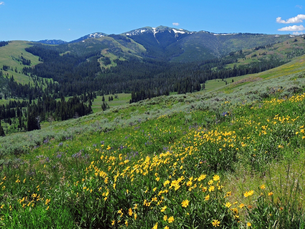 Photo of Dunraven Pass, a beautiful hike to consider during your Yellowstone road trip.