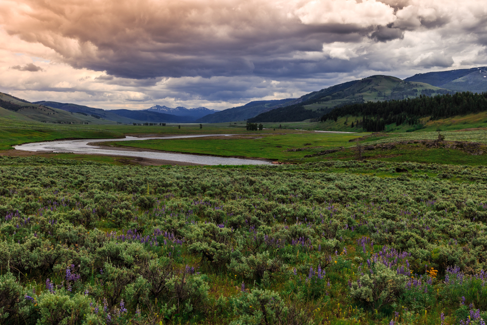 Photo of Lamar Valley Drive.