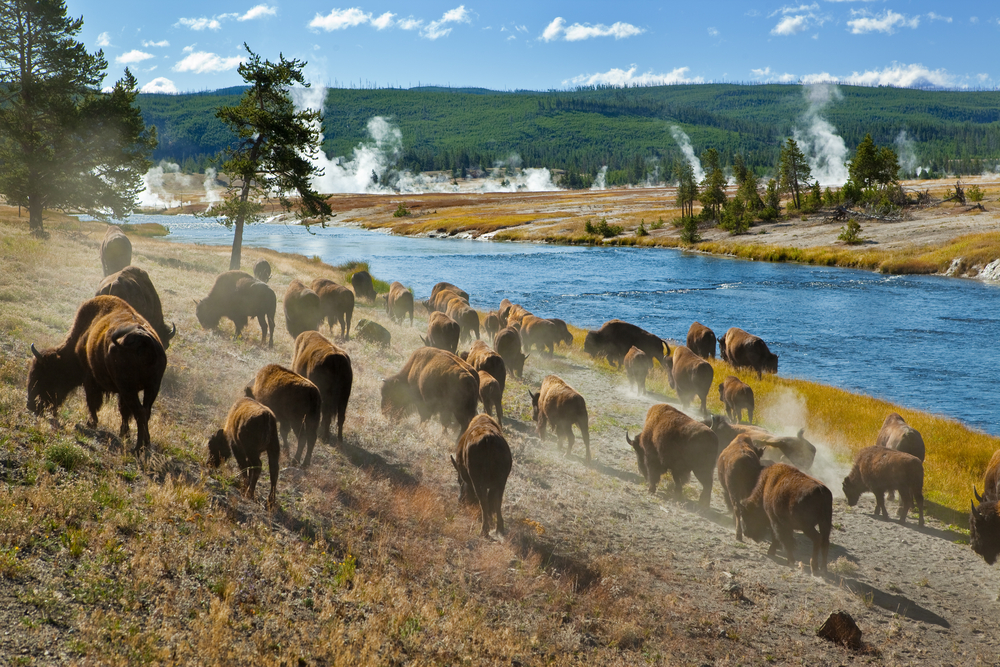 Photo of wildlife around Midway Basin, a great Yellowstone road trip stop.