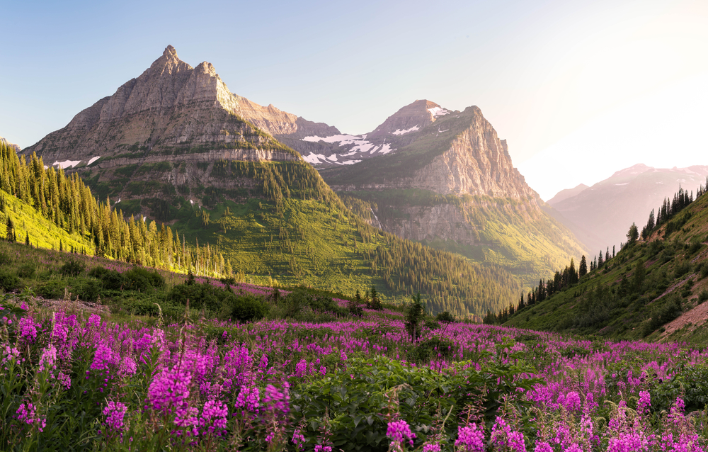 Mountains in Glacier National Park with purple flowers in the foreground.