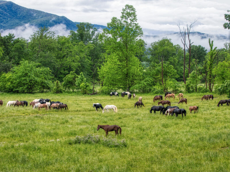 Horses graze in a lush green field in Tennessee.