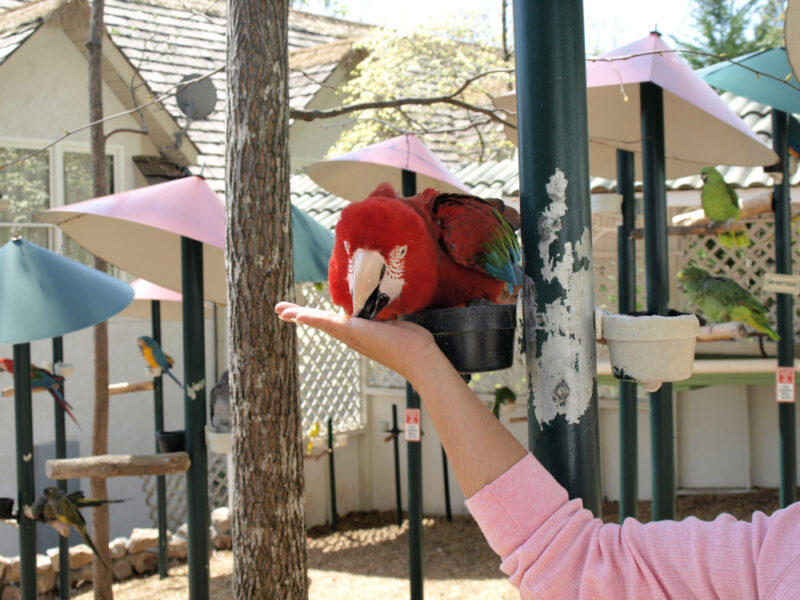 A red macaw parrot feeds out of the hand of a woman. 