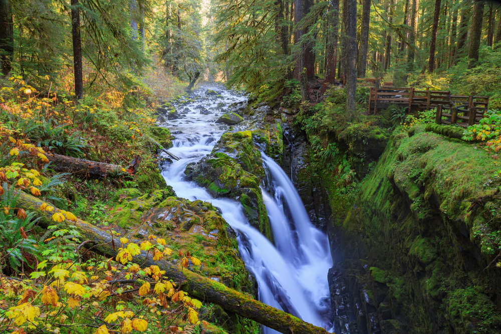 Visiting the hoh rainforest is one of the best things to do in Washington State to visit! 