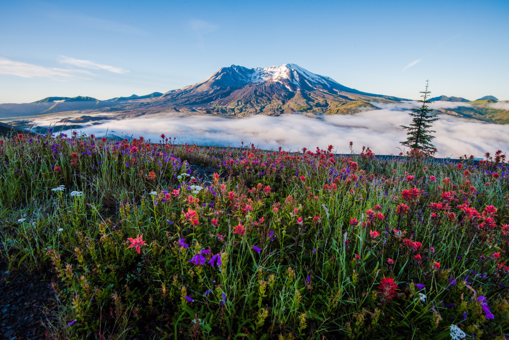 Mount Saint Helens laced with log fog and wildflowers in the foreground.