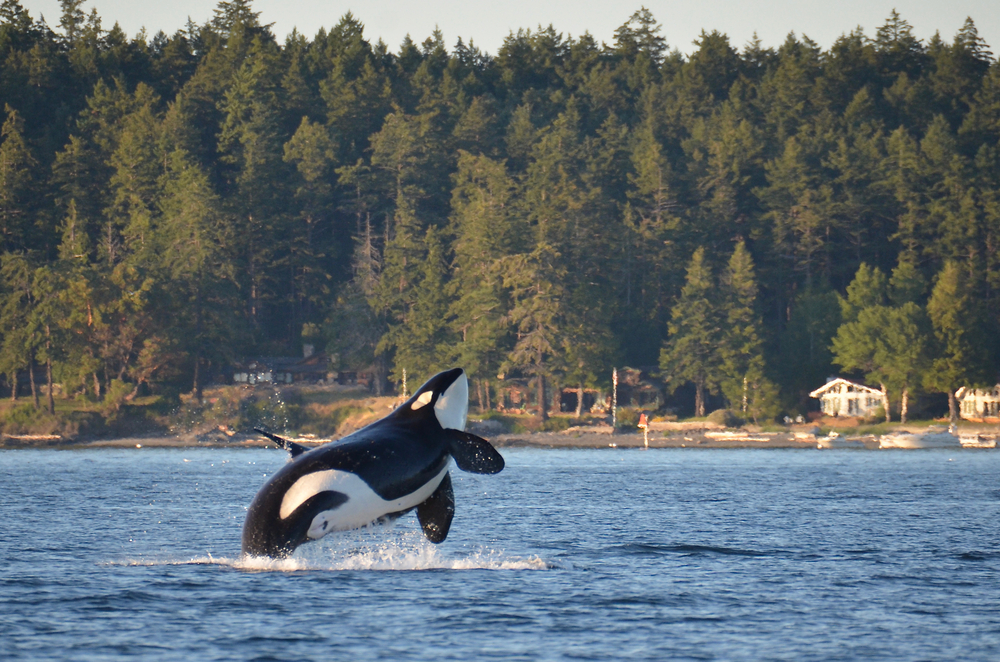 Whale watching is one of the best things to do in Washington State!
