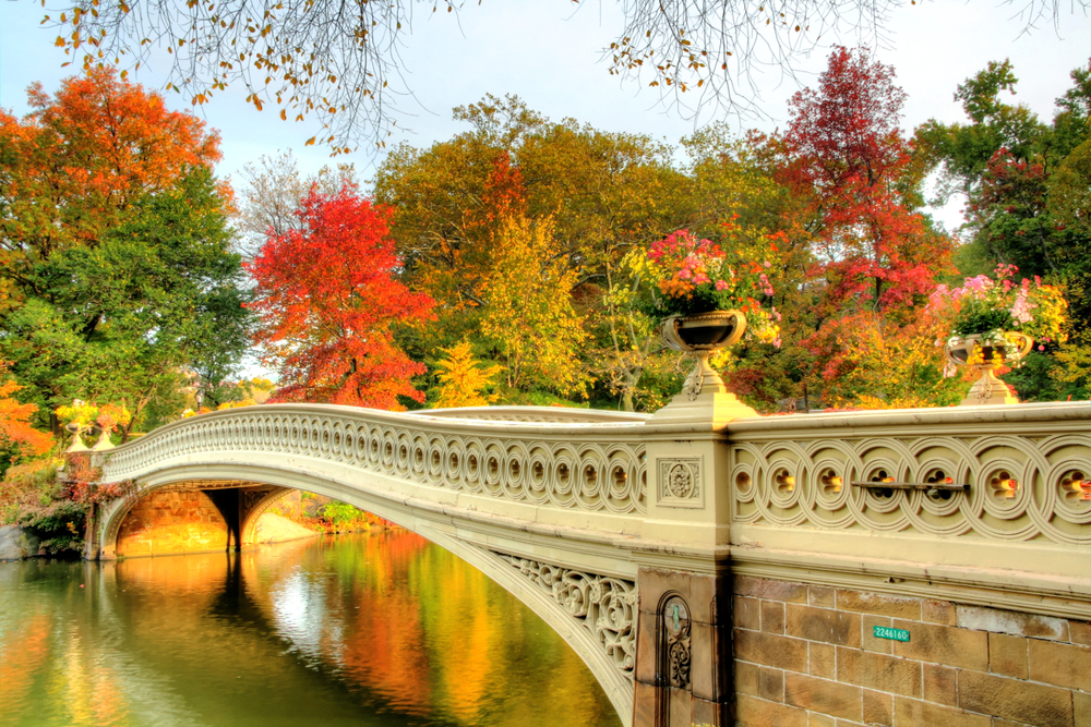Photo of some of the fall foliage in New York.