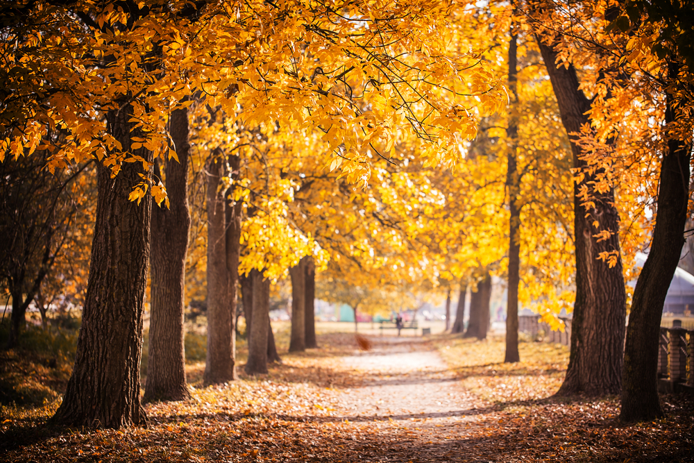 Photo of a street lined with golden autumn trees.