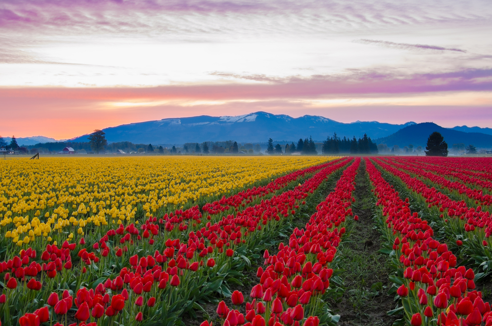 The Tulip Festival in Skagit Valley is full of vast colors and flowers 