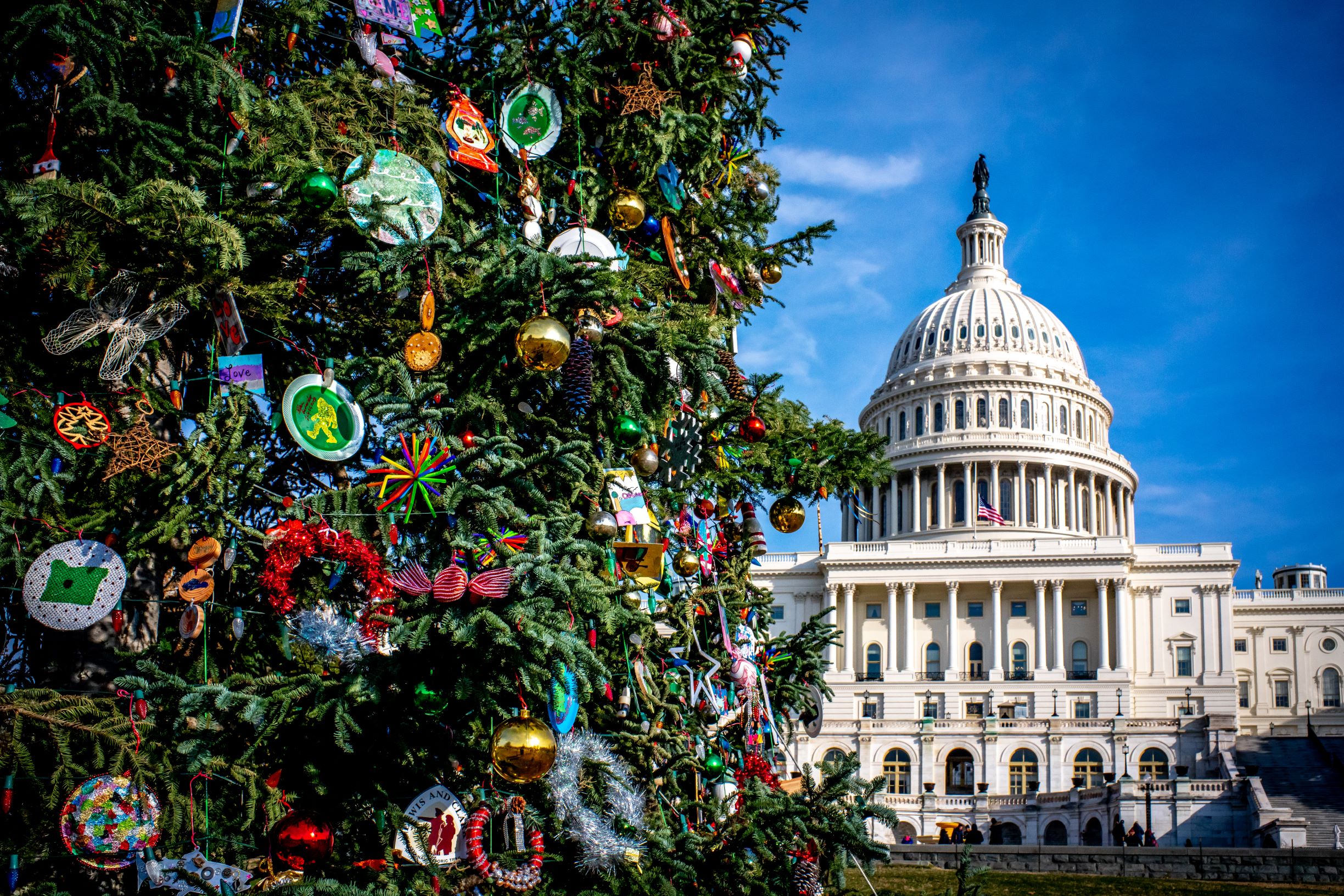 Photo of the Capital Christmas Tree in Washington DC with the Capital building in the background. 